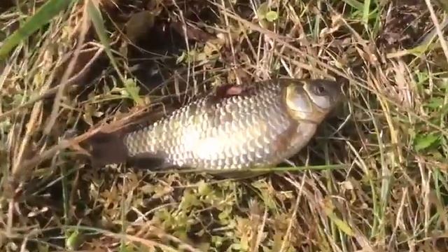 Кобяйский карась