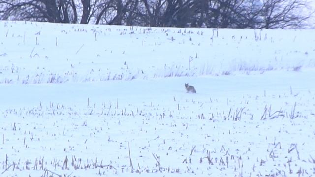 Coyote Hunt Kill 2-9-14 смотреть онлайн