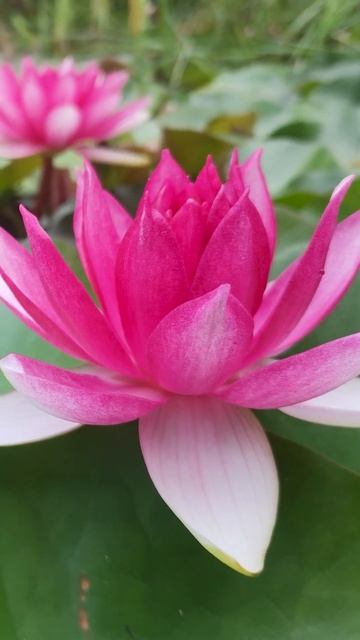 Nymphaea Attraction #nymphea #waterlily #lily #lotus #blooming #watergarden