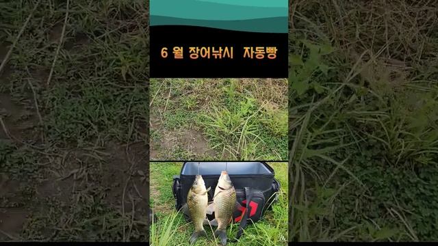 6 월 장어낚시 갔는데 붕어.자라.메기.동자개 만 잡음 смотреть онлайн