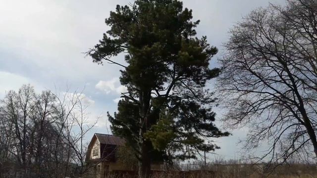 рабочие вырубают кусты на участке смотреть онлайн