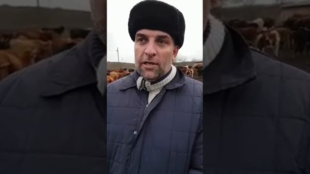 Ферма Кодзоева