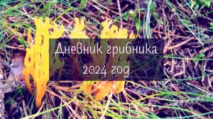 Дневник грибника 2024 год