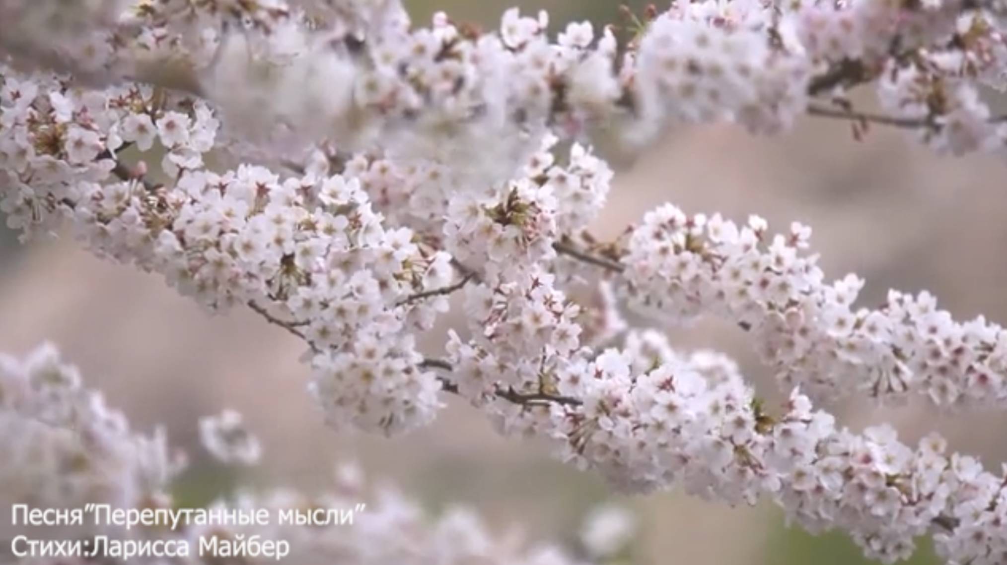 Песня "Перепутанные мысли". Стихи: Ларисса Майбер/Larissa Maiber/ Музыка, вокал: ИИ.