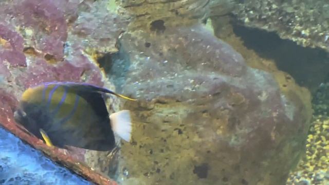 Прогулка под дождем / парк Ривьера/ Океанариум в центре Сочи смотреть онлайн