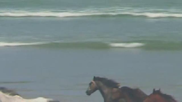 Как кони занимаются этим.....