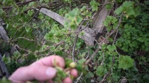 Чёрная смородина. Борьба с вредителями и болезнями. Весенняя обработка.