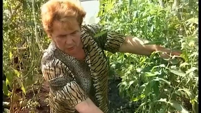 Сорта помидор смотреть онлайн