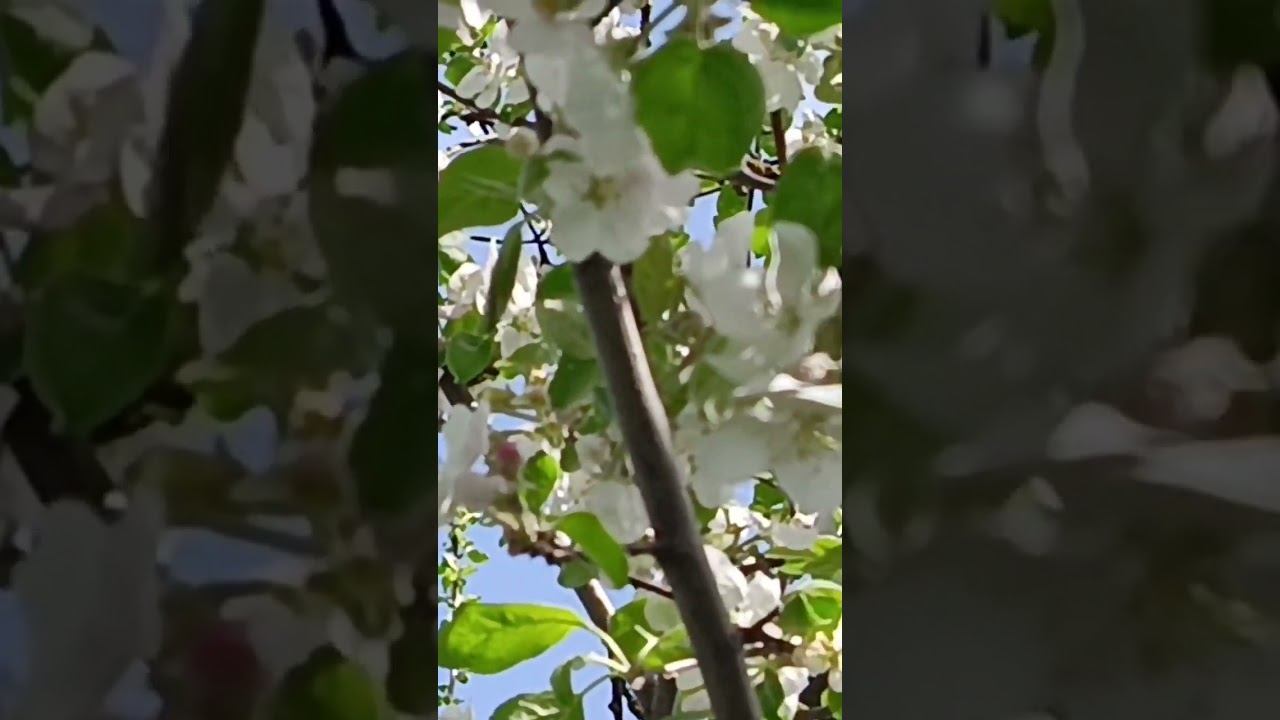 Птички поют, пчелки работают смотреть онлайн