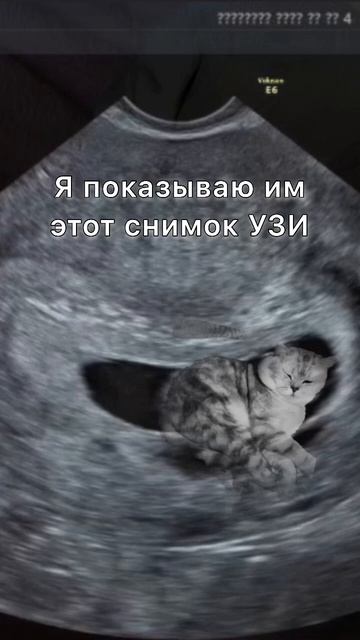 Кот сын Вениамин, какие еще нужны доказательства? #кот #котик #cat #cats #котейка смотреть онлайн