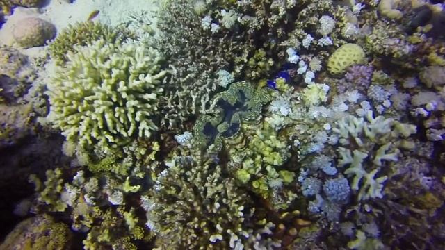 Египет Шарм эль Шейх Egypt Sharm El Sheikh Diving смотреть онлайн