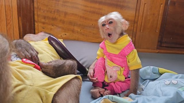 OMG😱 Monkey Su panicked worried when Kuku didn't eat смотреть онлайн