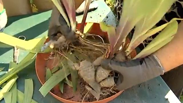 Деление ирисов уДачные советы смотреть онлайн