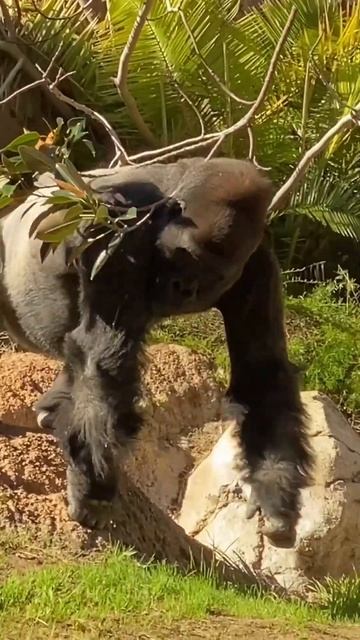 Big Boy Kelly The Gorilla