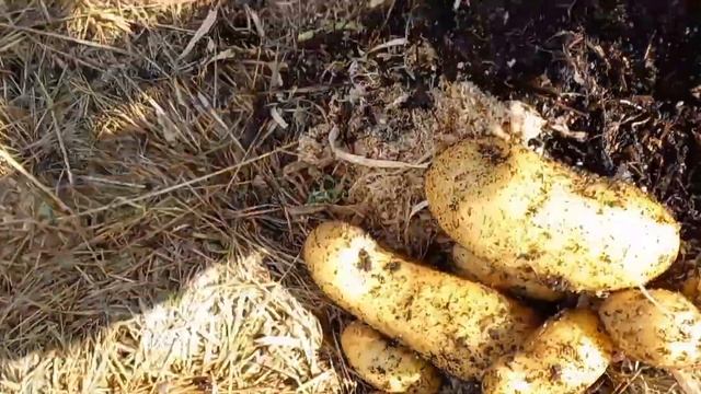 Копаю 3 грядку с картошкой.30.08.23г. смотреть онлайн