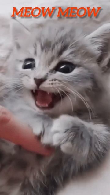 Meow Meow 🐰🐰 || Cute Small Baby Cat Sound #shorts #ytviral #cat #catlover #funny #shortsfeed смотреть онлайн