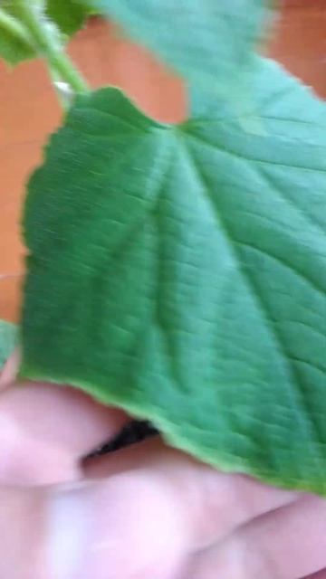 Огурцы на подоконнике. Сохнут листья. Что за болезнь? Помогите! #Огурецнаподоконнике смотреть онлайн