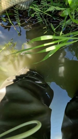 Карп на корочку хлеба