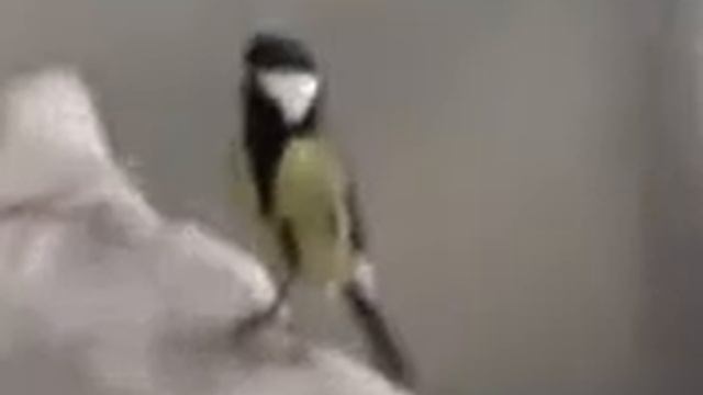 Соловей на моем балконе смотреть онлайн