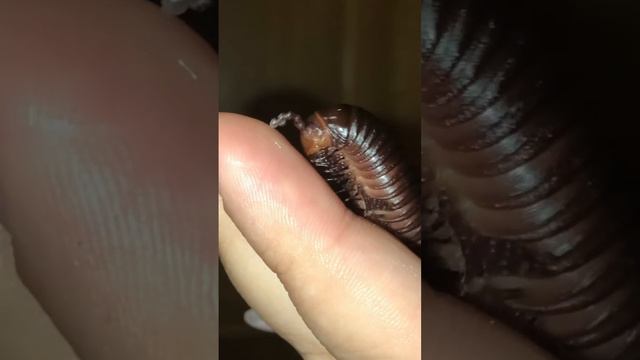 Archispirostreptus gigas смотреть онлайн