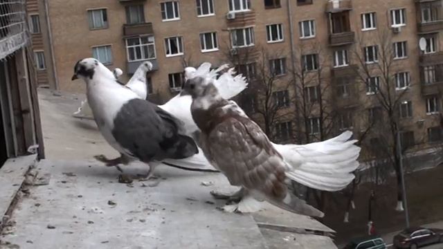 мои статные метисы смотреть онлайн