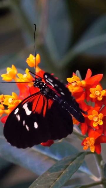 Why Are There Spots on Butterflies and Moths Wings? #shorts смотреть онлайн