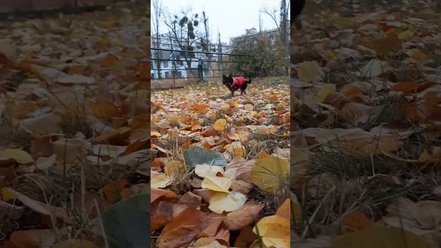 Если дождь идет с утра -- не грустите...🍂⚘ смотреть онлайн