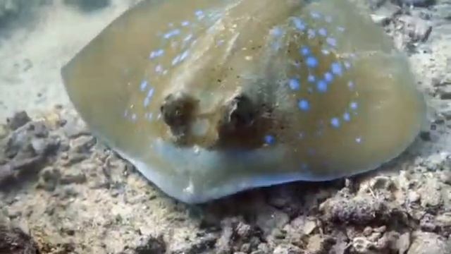 Blue Spotted Ray In Phi Phi Islands, Thailand By Princess Divers смотреть онлайн