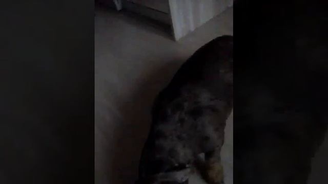 Мои животные 