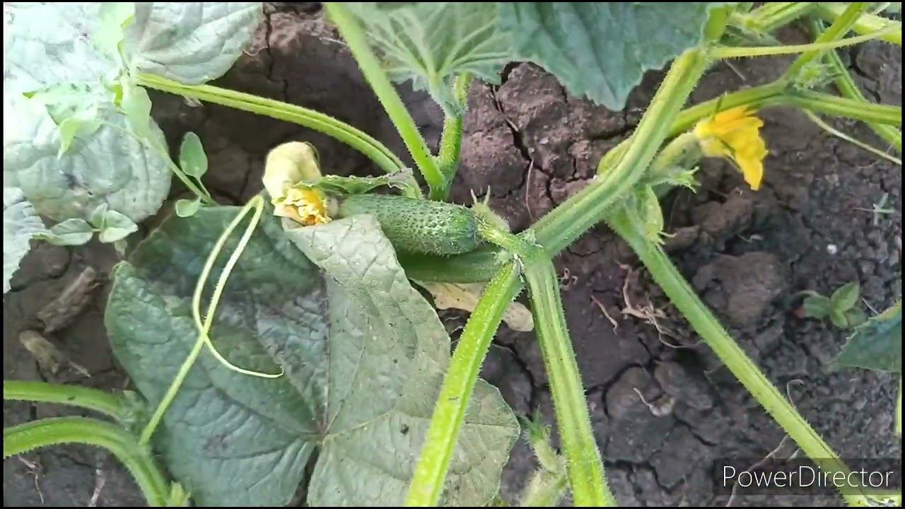 Мой огород- мои растишки. смотреть онлайн