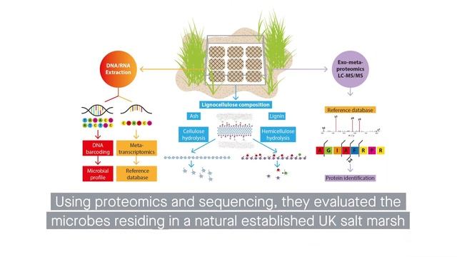Mechanistic strategies of microbial communities regulating lignocellulose deconstruction