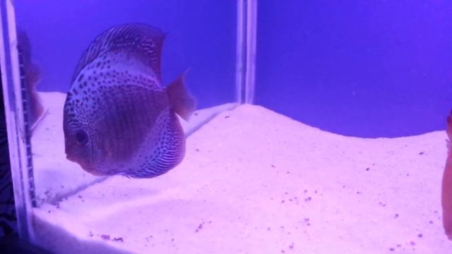 Vendo Leopard Snak Skin - Super Red Marlboro - Red Cover - Leopard