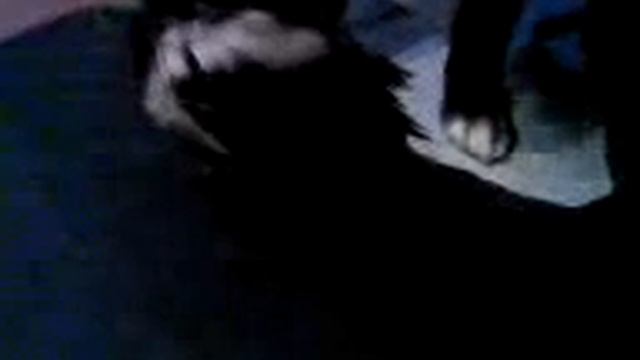 Picasso la pie 2 смотреть онлайн