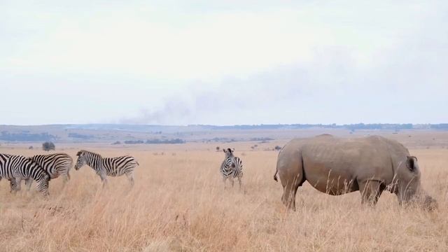 rhinoceros | rhinoceros video | funny rhinoceros video смотреть онлайн