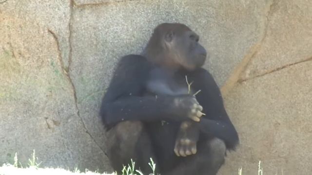 Gorilla Frank is eating Snack　🦍ゴリラ　フランクの一人おやつタイムｗ　San Diego Safari park смотреть онлайн