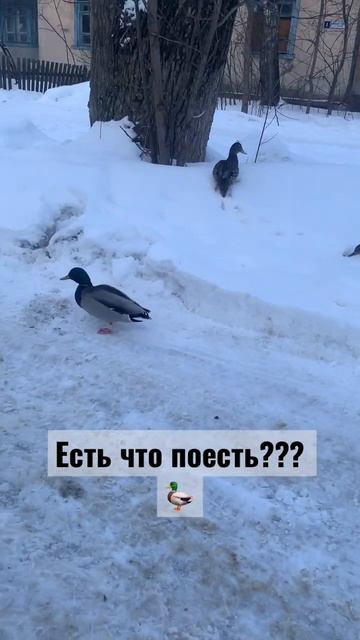 Дикие утки во дворах #shorts смотреть онлайн