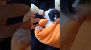 Пытаемся НАКОРМИТЬ котят и ЗАСТАВИТЬ их сходить В ТУАЛЕТ