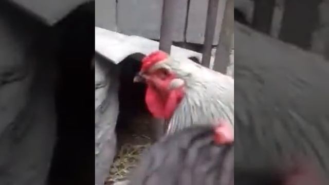 Куры брама 2 видео