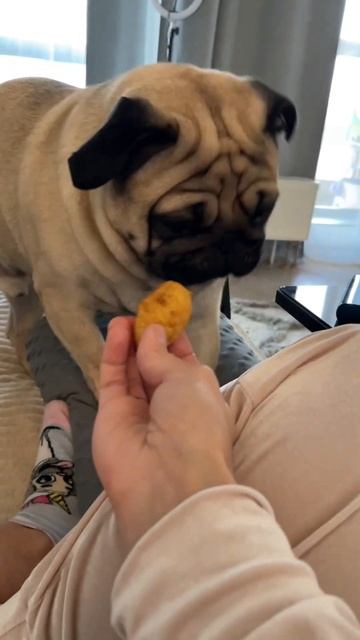 Жора и сосиска в тесте 🐾 #питомец #милота #мопс #пэт #мопсжора #жорамопс