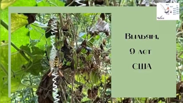 Работы участников фотоконкурса ЛЕТО С ЧАЙКОЙ.  Тема 2. Комикс «Летние истории насекомых» смотреть онлайн