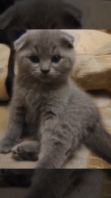Шотландский котёнок