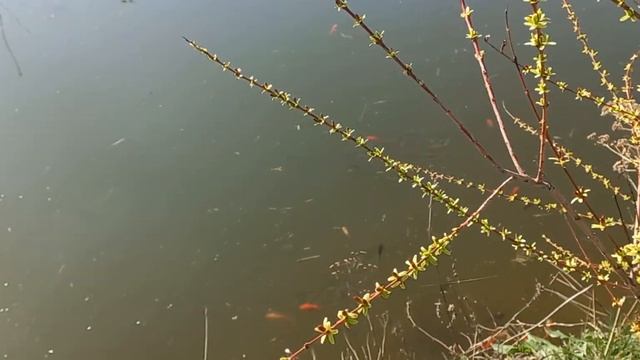 Моё озеро. Март 2024. смотреть онлайн