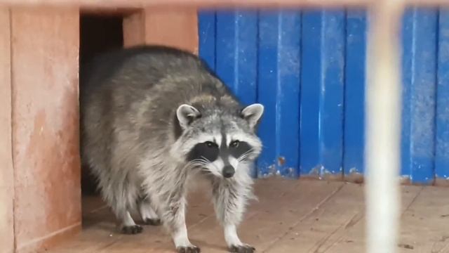 Енот. И новый формат видео.