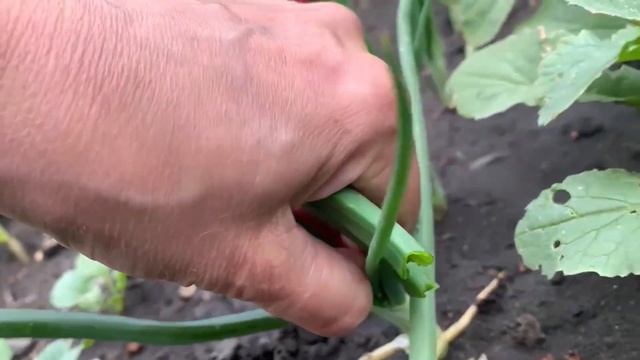 Необычный день рождения. Буря. Первый урожай #деньрождения #дети #невестка #урожай #огород