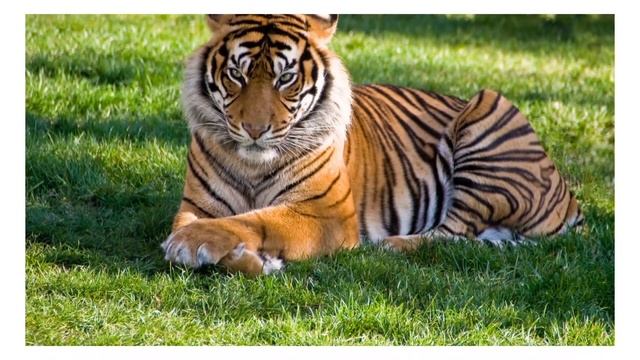 Animal toys names and sounds Dolphin, Flamingo, Tapir, Turkey, Lion, Beetle ... смотреть онлайн