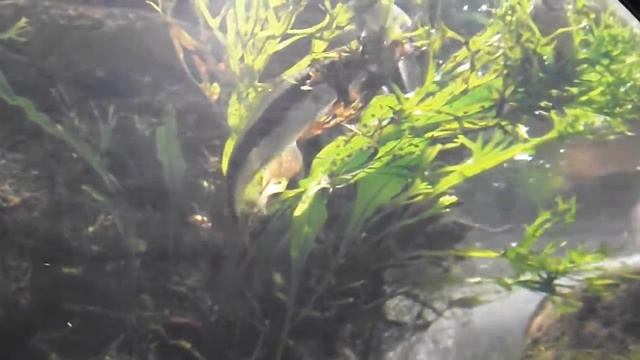 藻類, Crossocheilus siamensis смотреть онлайн