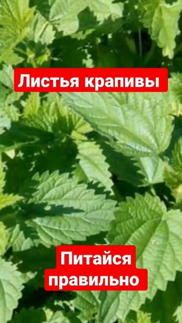 Листья крапивы смотреть онлайн