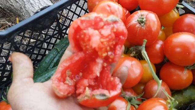 ✔Дикий огород//жизнь одесситов в деревне