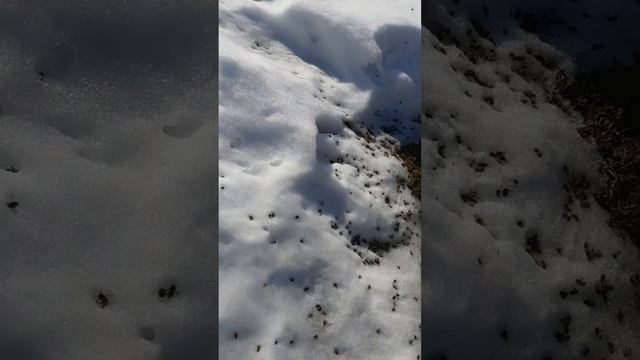 Как выглядит облет пчел