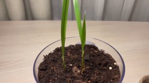 Как вырастить вашингтонию из семян